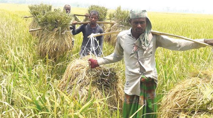 অভ্যন্তরীণ বোরো সংগ্রহ কার্যক্রম শুরু মঙ্গলবার